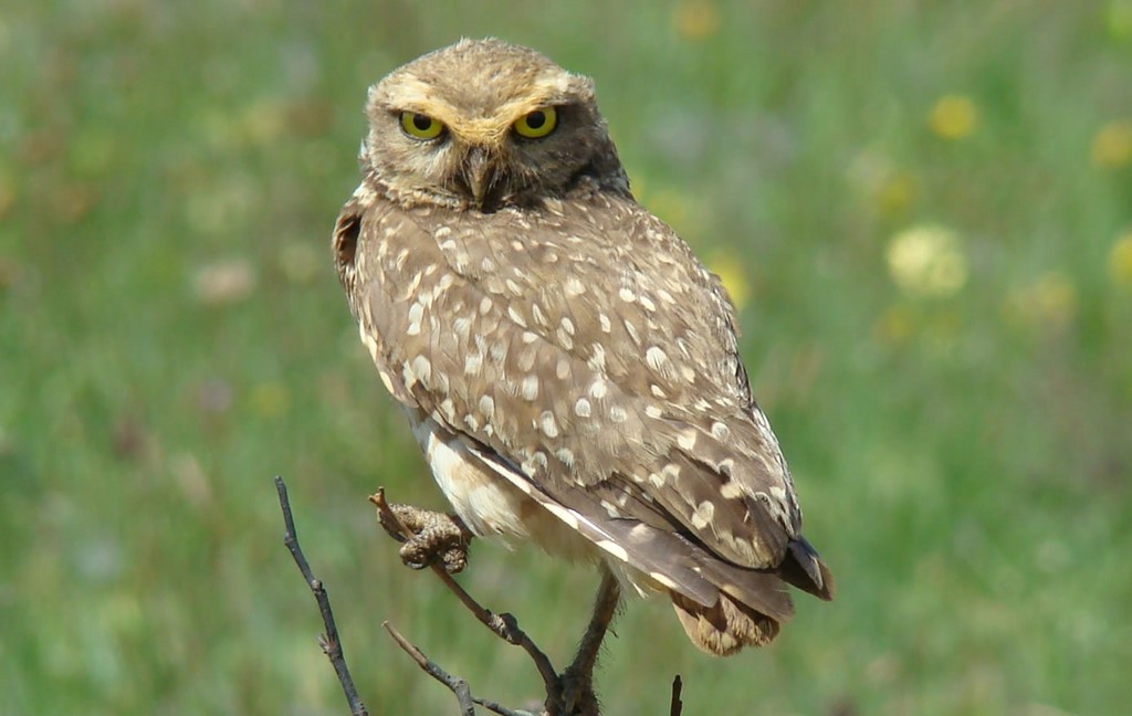 Coruja-buraqueira