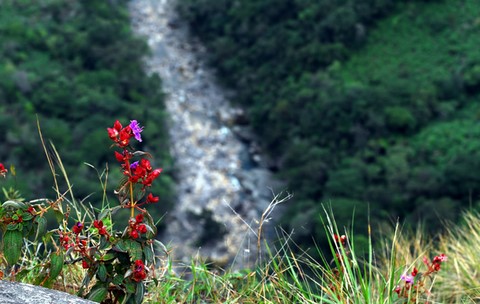 Flor do Cerrado no alto da Serra da Canastra
