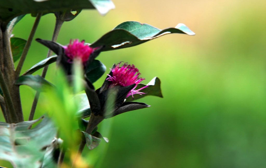 Flor do Cerrado